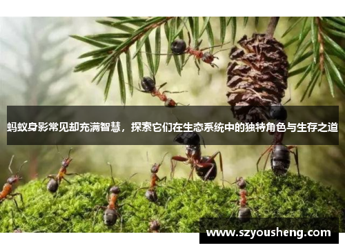 蚂蚁身影常见却充满智慧，探索它们在生态系统中的独特角色与生存之道